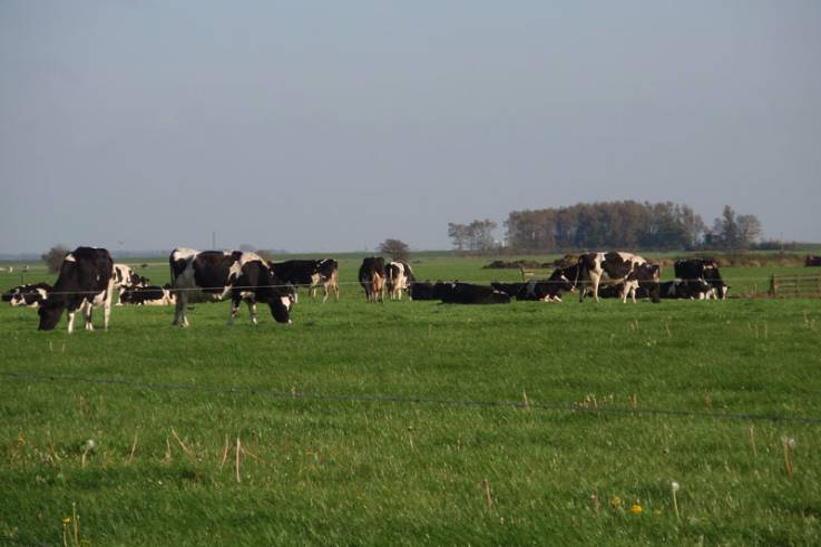 Hollands weidegebied met koeien