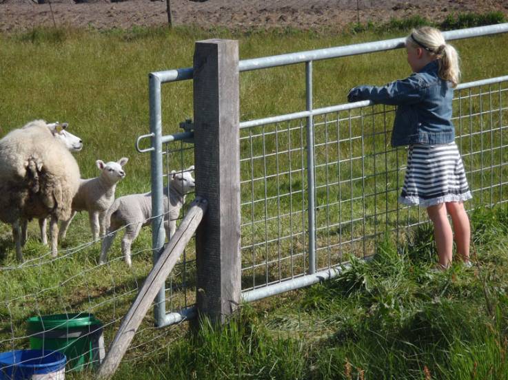 Friesland, Sondel met schapen